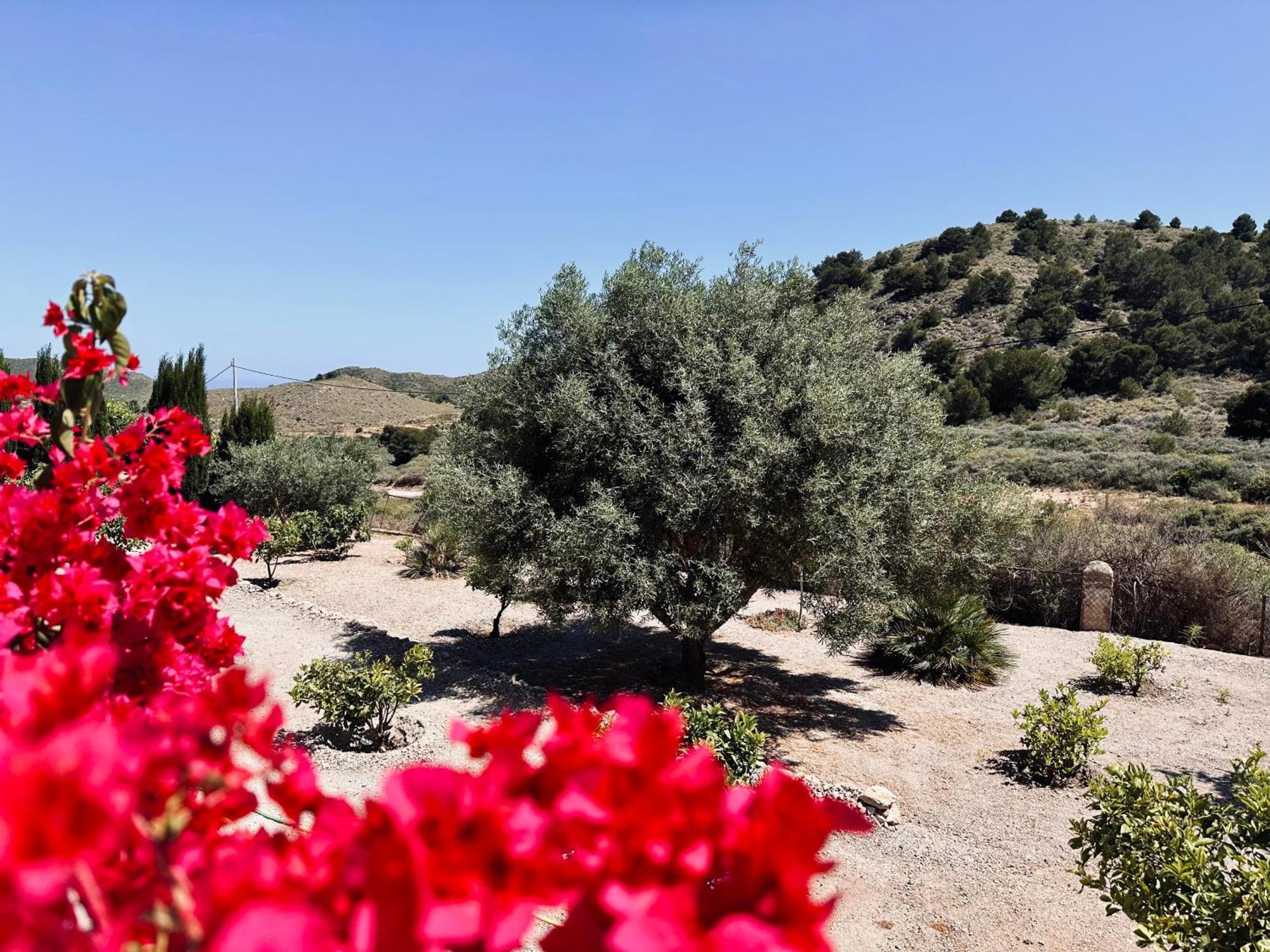לוס בלונס Finca Ocha - Calblanque מראה חיצוני תמונה