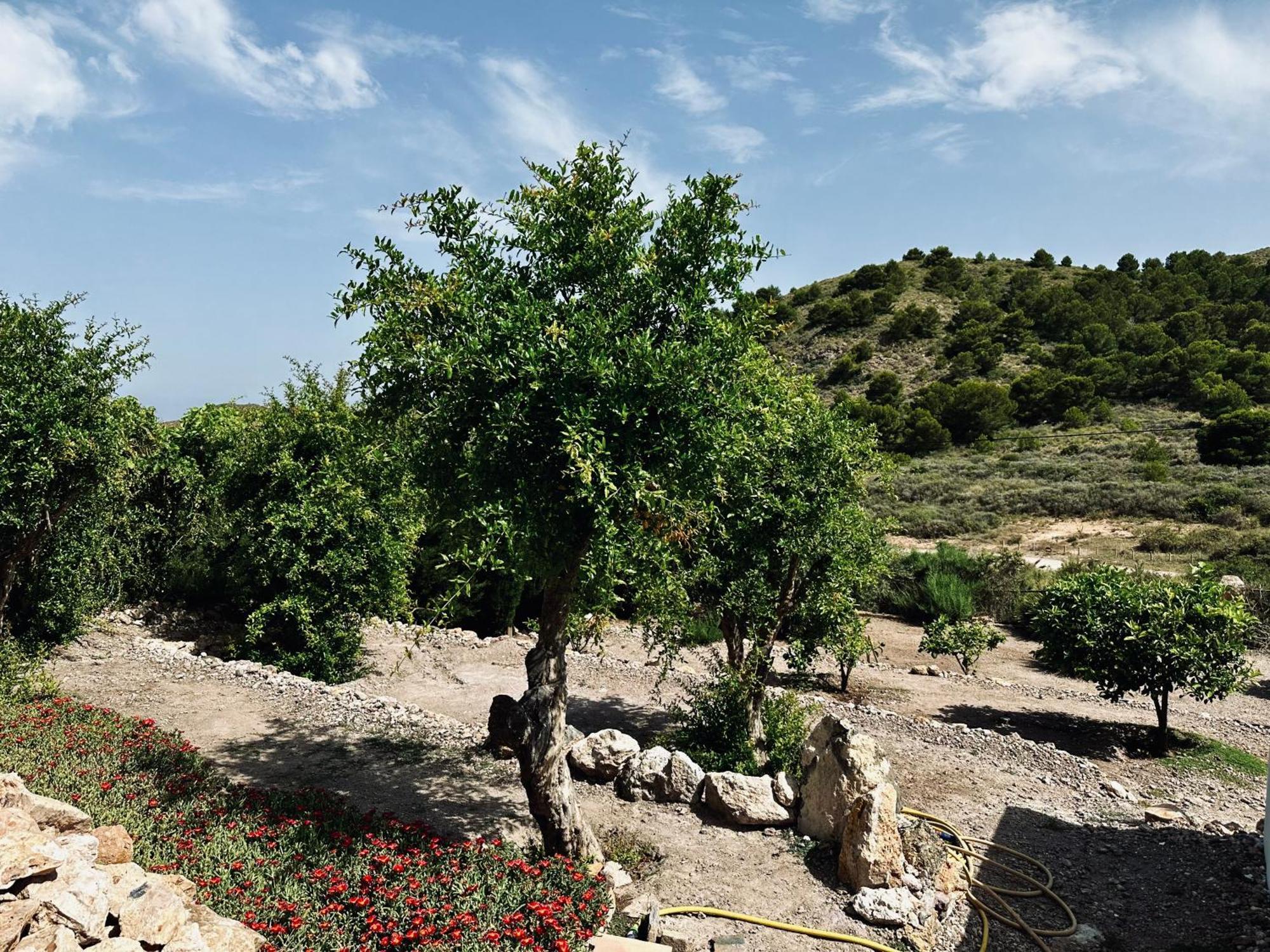 לוס בלונס Finca Ocha - Calblanque מראה חיצוני תמונה